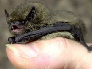 pipistrellus_pipistrellus.jpg